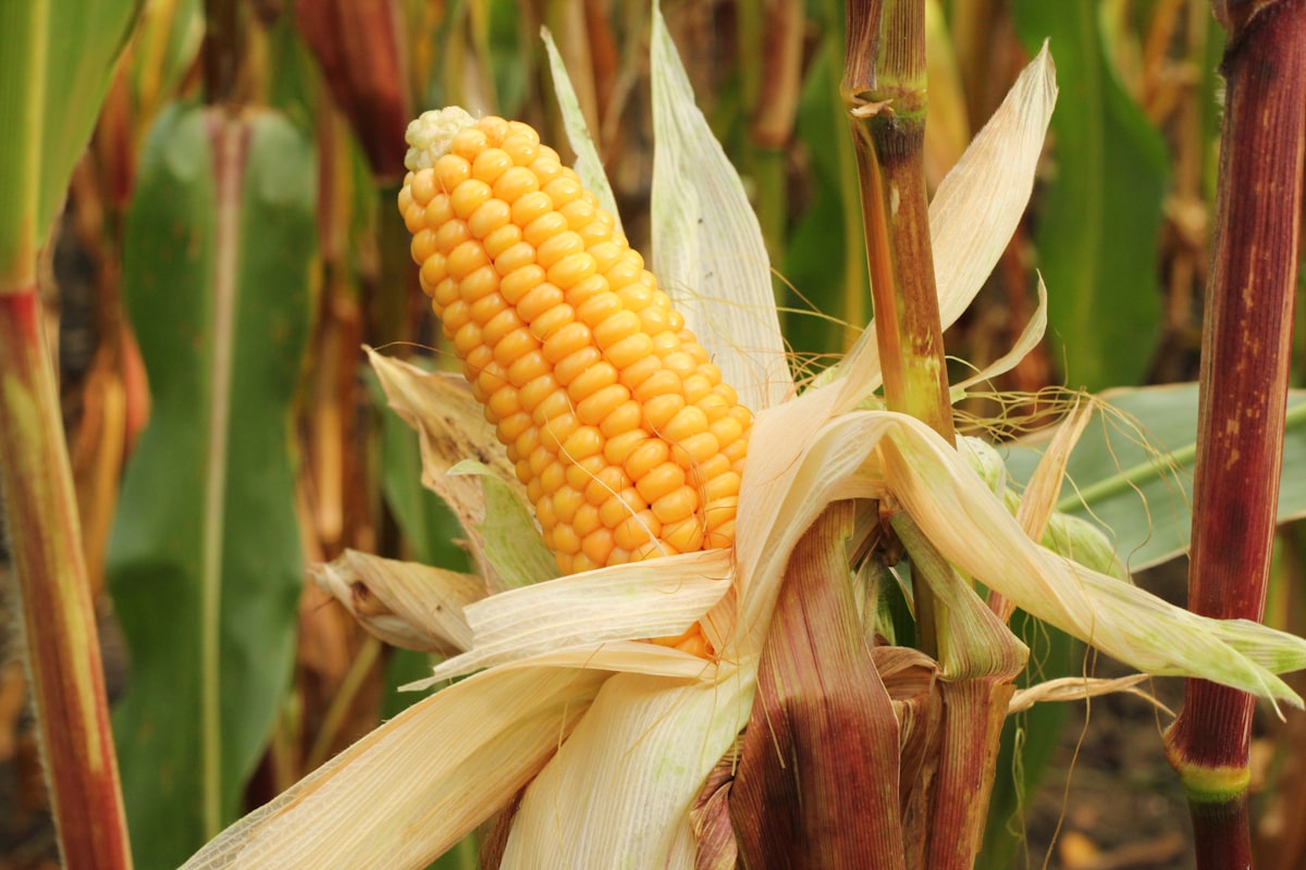 Nutrizione e Visione: Collegamento Scientifico